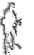 sune-ku ninja version